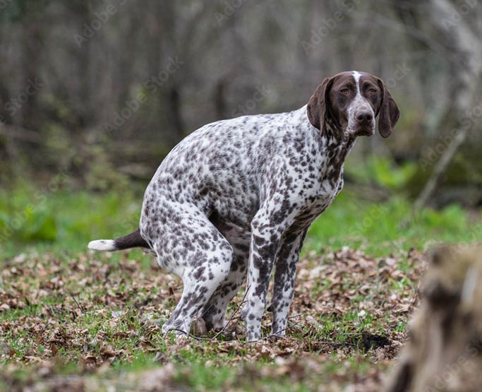 Delmar Dog Butler Waste Removal Guilderland Albany Bethlehem NY