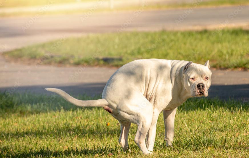 Delmar Dog Butler Waste Removal Guilderland Albany Bethlehem NY